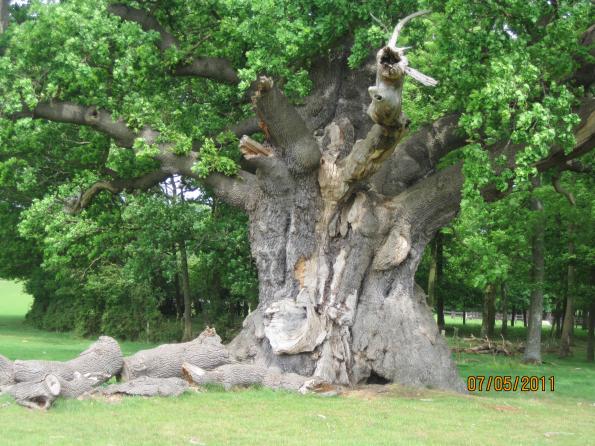 Giant Oak