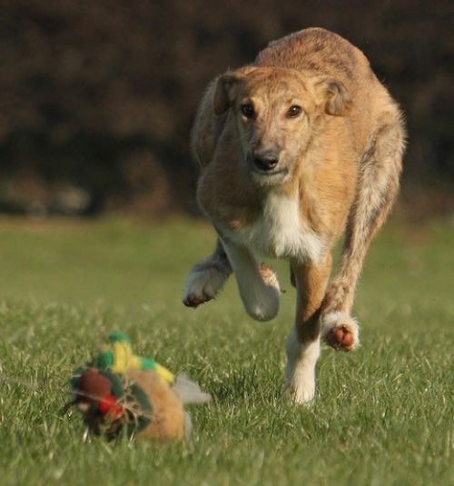 thumbnail Lurcher 2