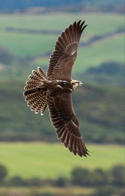 thumbnail Ridgeside Falconry 8